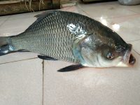 Fish-6