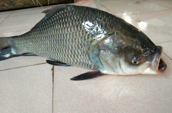 Fish-6