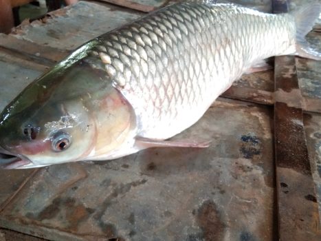 Fish-8