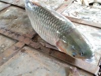 Fish-5