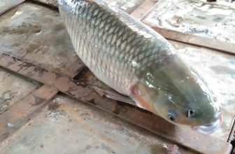 Fish-5