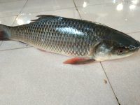Fish-1