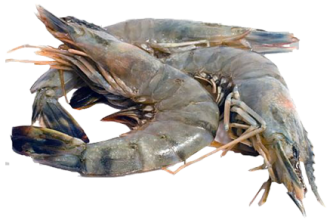 Fish-4