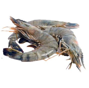 Fish-4