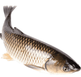 Fish-3