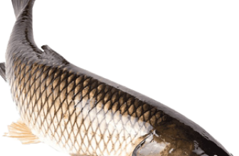 Fish-3