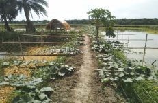 পরিবেশ বান্ধব মাছ চাষে উন্নয়নের প্রতীক যে নারী