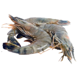 Fish-4