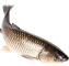 Fish-3