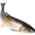 Fish-2