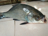 Fish-6