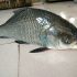 Fish-5
