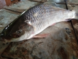 Fish-7