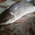 Fish-6