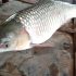 Fish-7