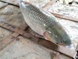 Fish-5