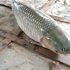 Fish-3