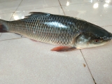 Fish-1